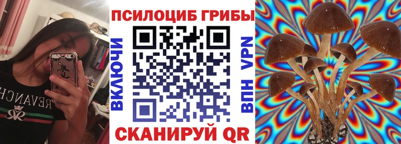 Галлюциногенные грибы Psilocybe  где продают наркотики  Буйнакск 